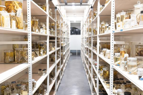 Wet speciemen in the Zoological State Collection Munich