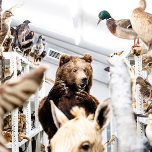 Taxidermied bear and birds in the Zoological State Collection Munich | © Carolin Bleese Taxidermied bear and birds in the Zoological State Collection Munich