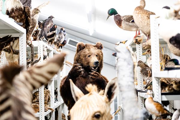 Ausgestopfter Bär und Vögel in der Zoologischen Staatssammlung München