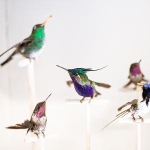 Präparierte Kolibries in der Zoologischen Staatssammlung München