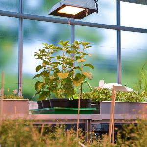 Plants in the green house