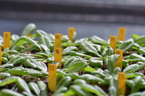 Close-up of lab plants