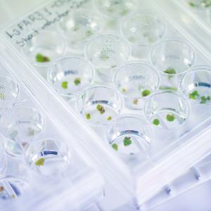 Plant samples in 12-well plates