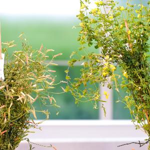 Plants in the lab