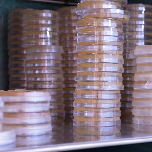 Stack of petri dishes