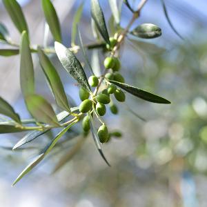 Olive branch