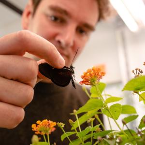 Scientist working with butterflies