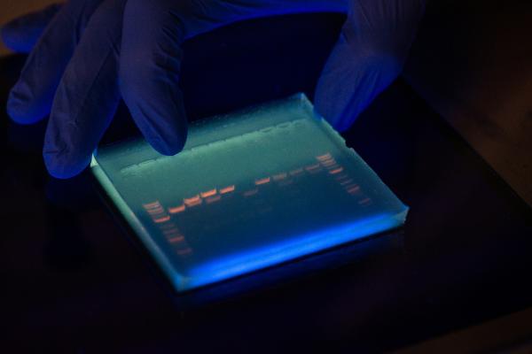 Gel mit leuchtenden Banden