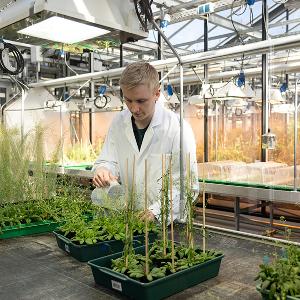 Wissenschaftler im Gewächshaus