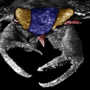 CT scan of the newly discovered insect species with its distinctive claws. | © Haug