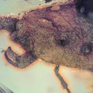 Preserved in amber: the newly discovered bug species Carcinonepa libererrantes. | © Haug