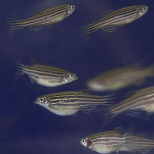 Ein Schwarm von Zebrafischen (Danio rerio) erkundet seine Umgebung.