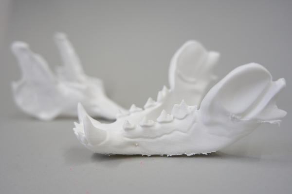 3D Druck Unterkiefer Katze