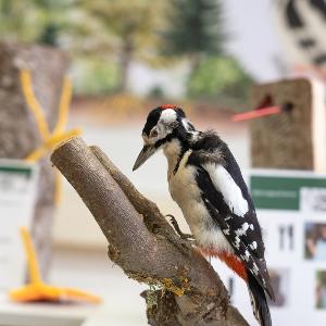 Präparierter Buntspecht