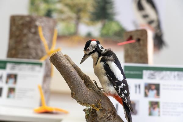 Präparierter Buntspecht