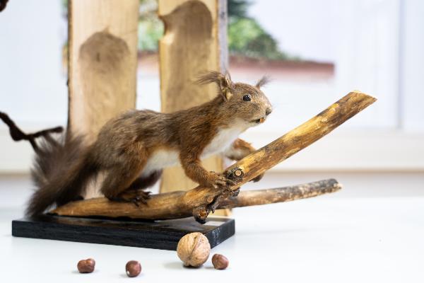Ausgestopftes Eichhörnchen