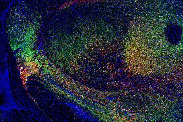 Logo Arbeitsgruppe Schoeder