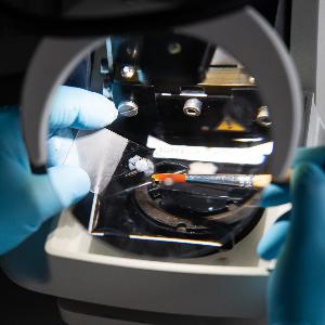 Gewebeprobe unter dem Mikroskop