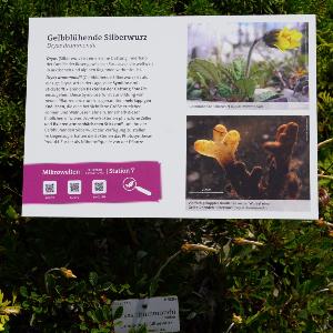 Teaching path ´Mikrowelten´ at the Botanical Garden Munich-Nymphenburg