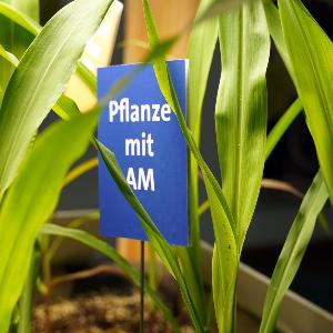 Maize field in the exhibition “Deeply Rooted” 2025