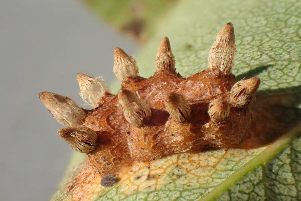 ‘Fungus or caterpillar?’ by Bernhard Fischer