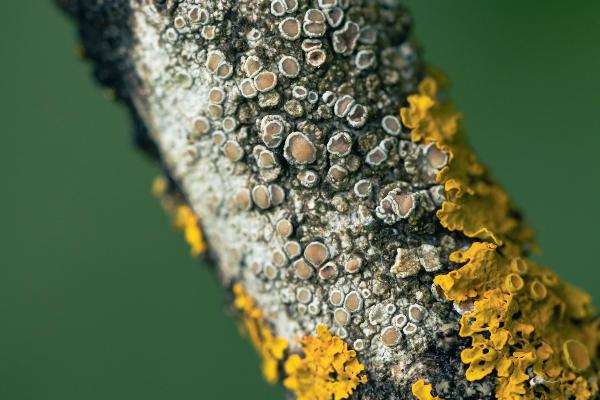 ’Double creature‘ by Jessica Folgmann