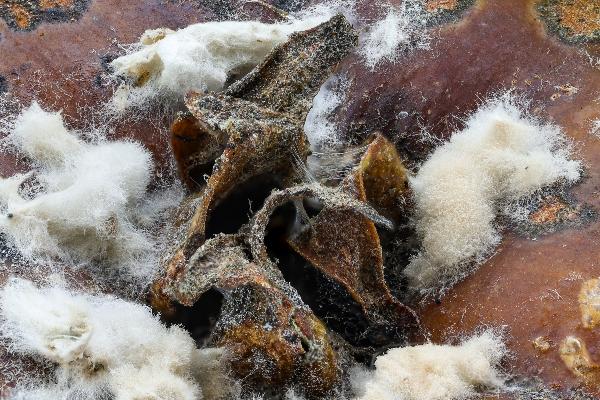 ‘Nasty rot’ by Sven Hähle