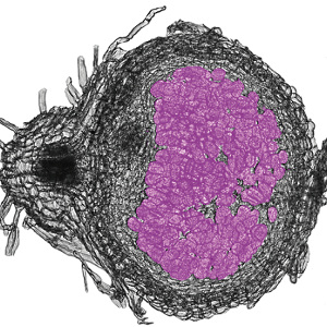Friendly relationship – Lotus japonicus forms a mutualistic symbiosis with nitrogen-fixing bacteria, resulting in the formation of root nodules. The photo was taken during a student course at LMU led by Dr Dagmar Hann.