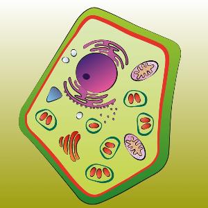 Digital PlantMicrobe game on media station