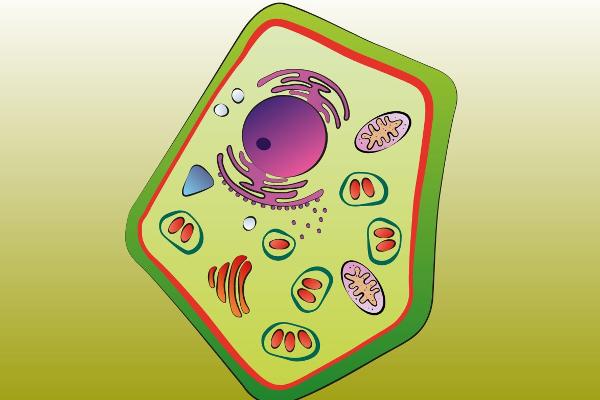 Digital PlantMicrobe game on media station