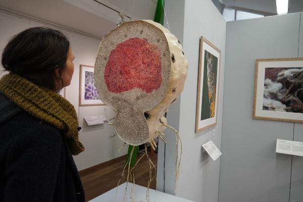 Root nodule model by Alexandra Hendrikoff