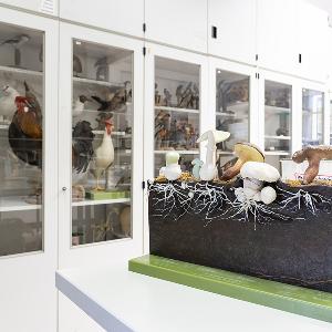 Modelle von verschiedenen Pilzen