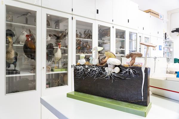 Modell Pilzhyphen aus der Biodidaktik