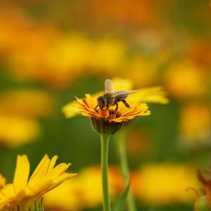 Biene auf Blume | © Carolin Bleese Biene auf Blume