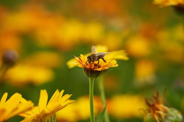 Bee on flower