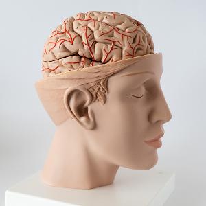 Modell von menschlichem Kopf und Gehirn