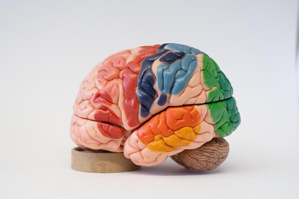 Colored model of a human brain