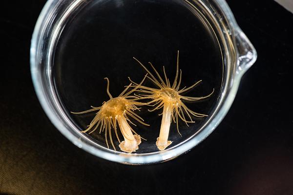 Coral polyps in Petri dish