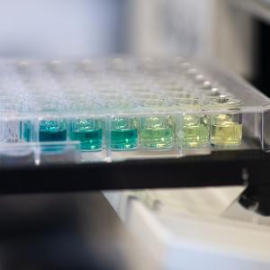 96 well plate with differently colored fluids