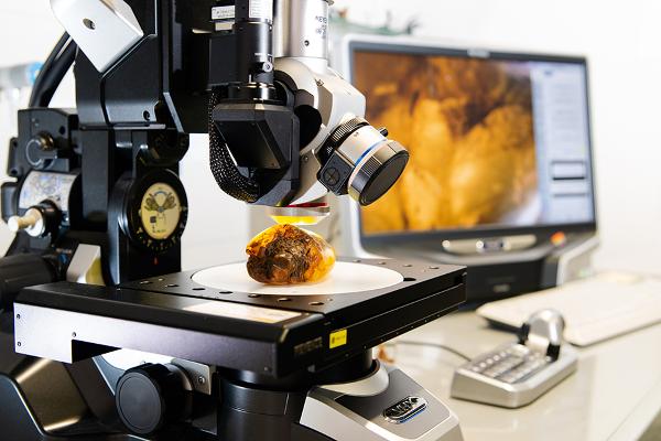 Fossil preserved in amber under the microscope