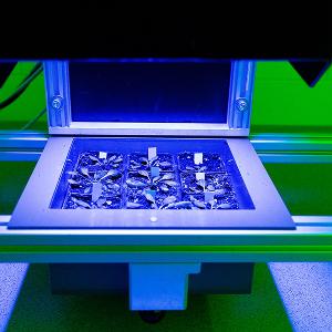 Modellpflanzen unter blauem Licht