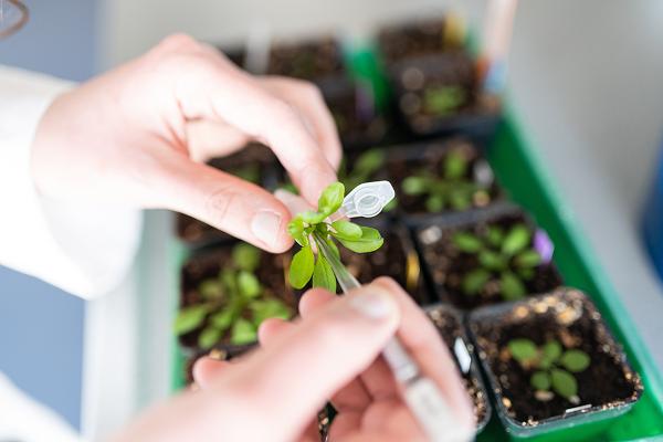 Wissenschaftler untersucht Pflanze im Labor