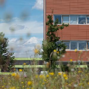 Blumen und Wiese vor Biozentrum