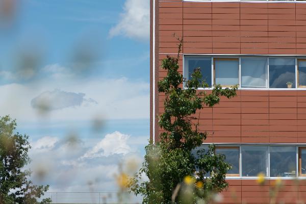 Flowers and meadow in front of the Biozentrum