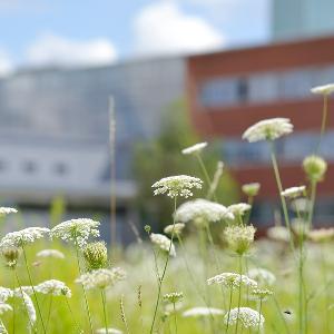 Wildblumen vor der Biozentrum