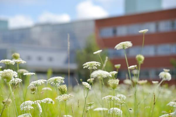 Wildblumen vor der Biozentrum