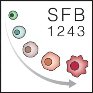 Logo Integrated Research Training Group (IRTG)-SFB 1243 Cancer Evolution
