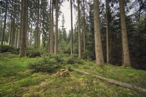 LabForest