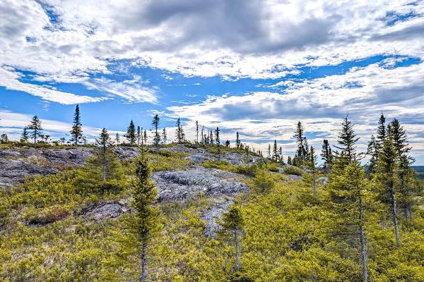 Wald in Québec