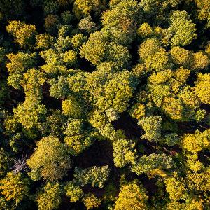 Forest with a lot of trees. Weinheim, Germany